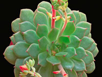 Echeveria splendens